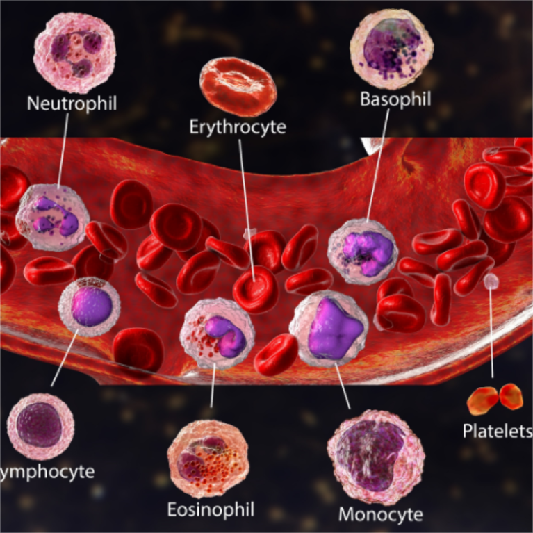 လူ့ Peripheral Blood Mononuclear Cell (PBMC)